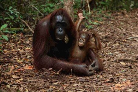 The Indonesian Rainforest Needs Earth Law Rights in Response to Palm Oil Image